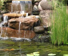 koi pond 