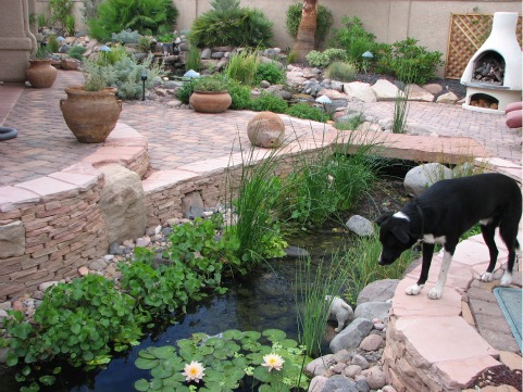 Backyard Ponds