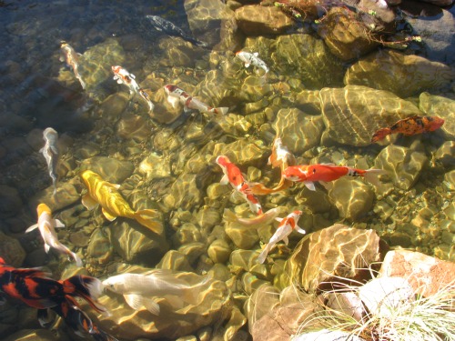 koi pond